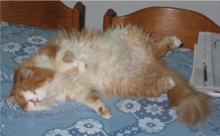 sleeping cat